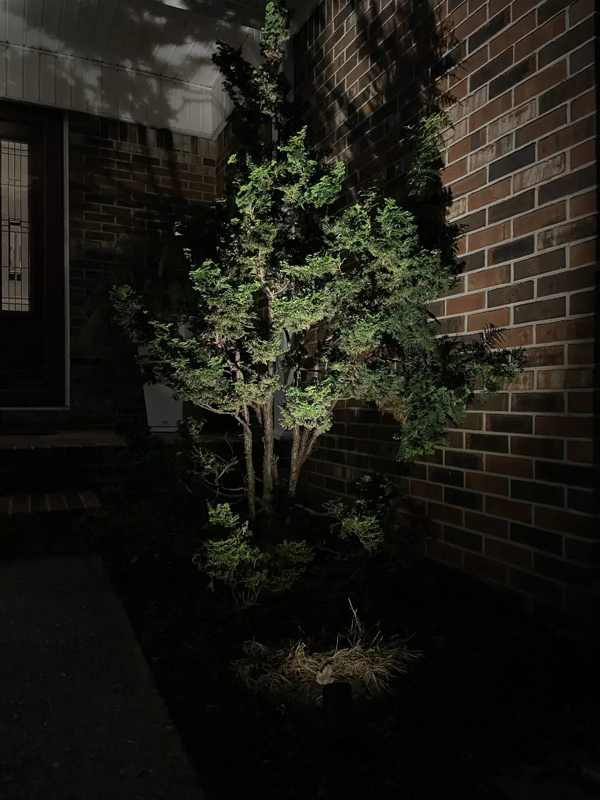 Specimen tree uplighting