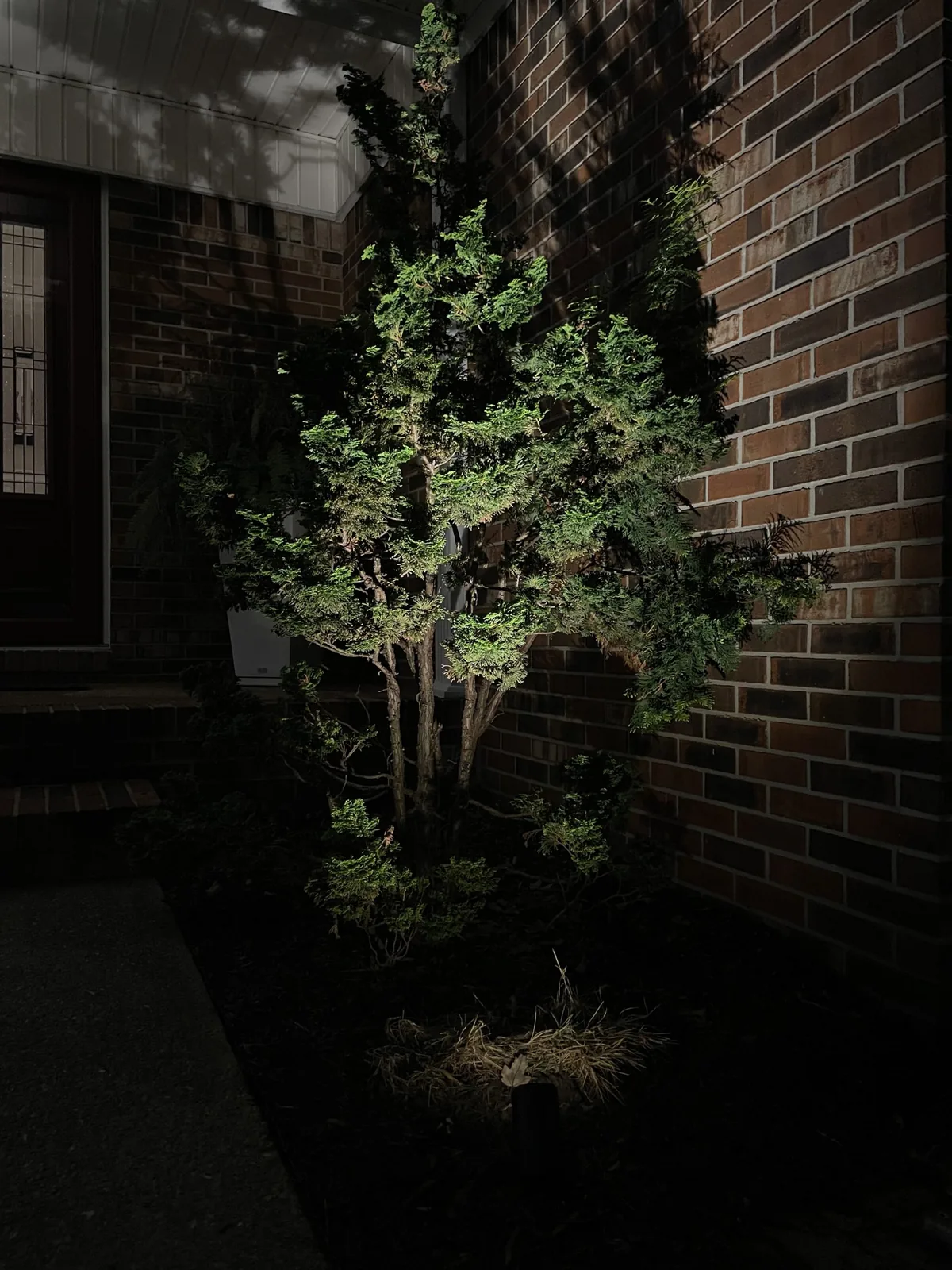 Specimen tree uplighting