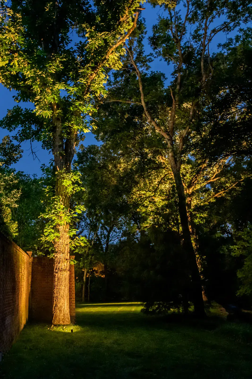 Tall deciduous specimen tree dramatically uplighted against a red-brick garden wall with warm LED at blue hour, Belle Meade, TN