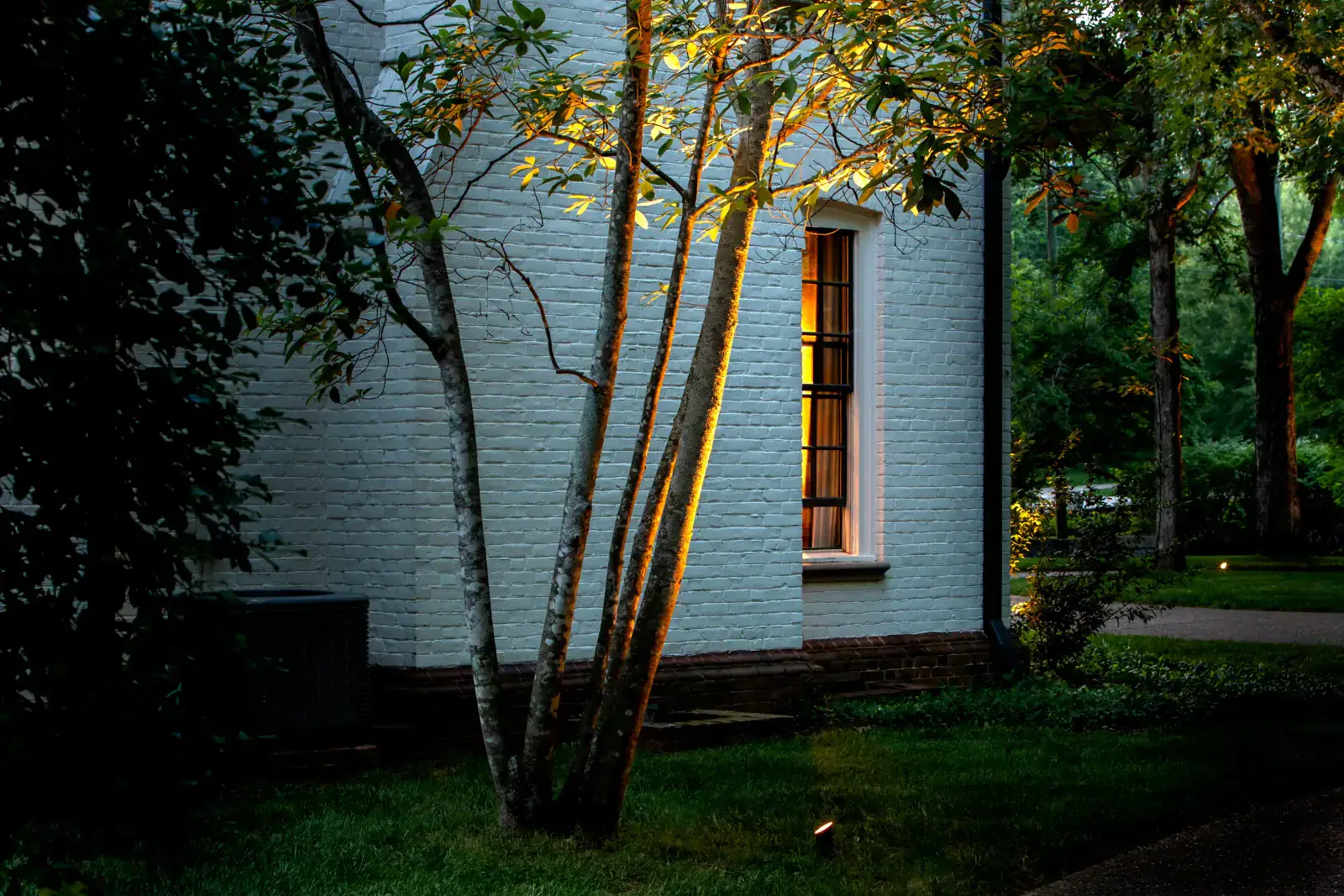 Multi-stem magnolia tree dramatically uplighted with warm LED against a white-brick estate wall corner at dusk, ground fixtures visible in lawn, Belle Meade, TN