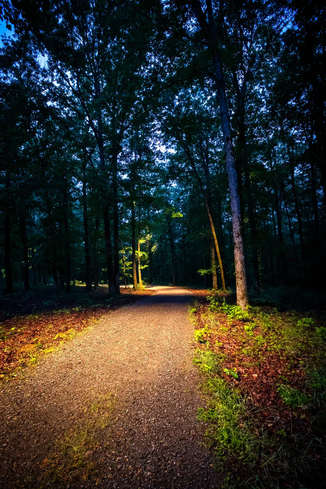 Long wooded gravel path lined with warm LED tree uplighting receding into the forest canopy at blue hour, Middle Tennessee
