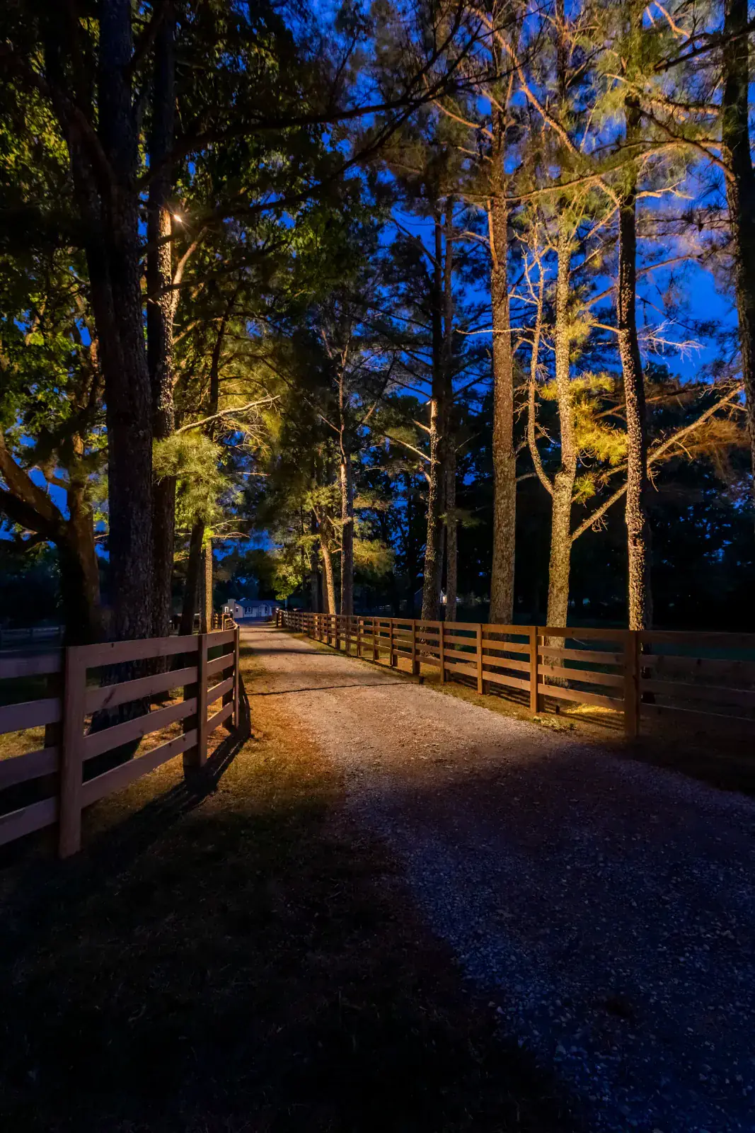 Cedar rail farm fence driveway curving under a dramatic uplit pine canopy at blue hour, warm LED fence post and tree uplighting, Middle Tennessee