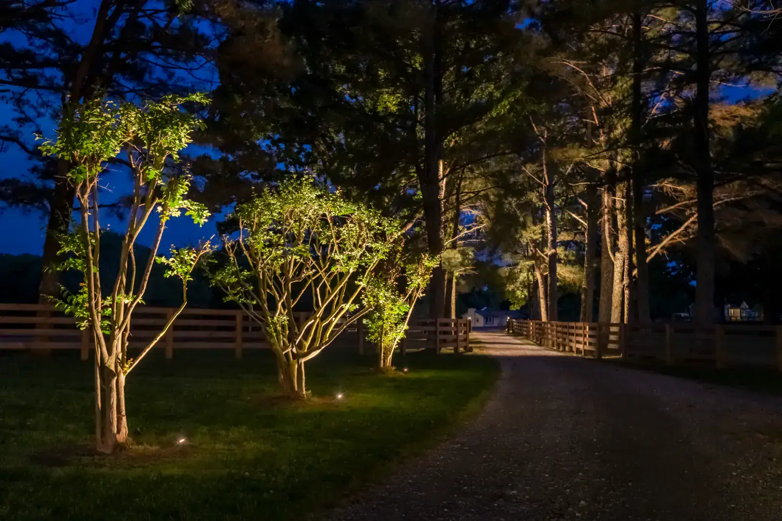 Dramatic warm LED uplighting on multi-stem crape myrtle and pine specimen trees flanking a cedar rail fence farm driveway at blue hour, Middle Tennessee