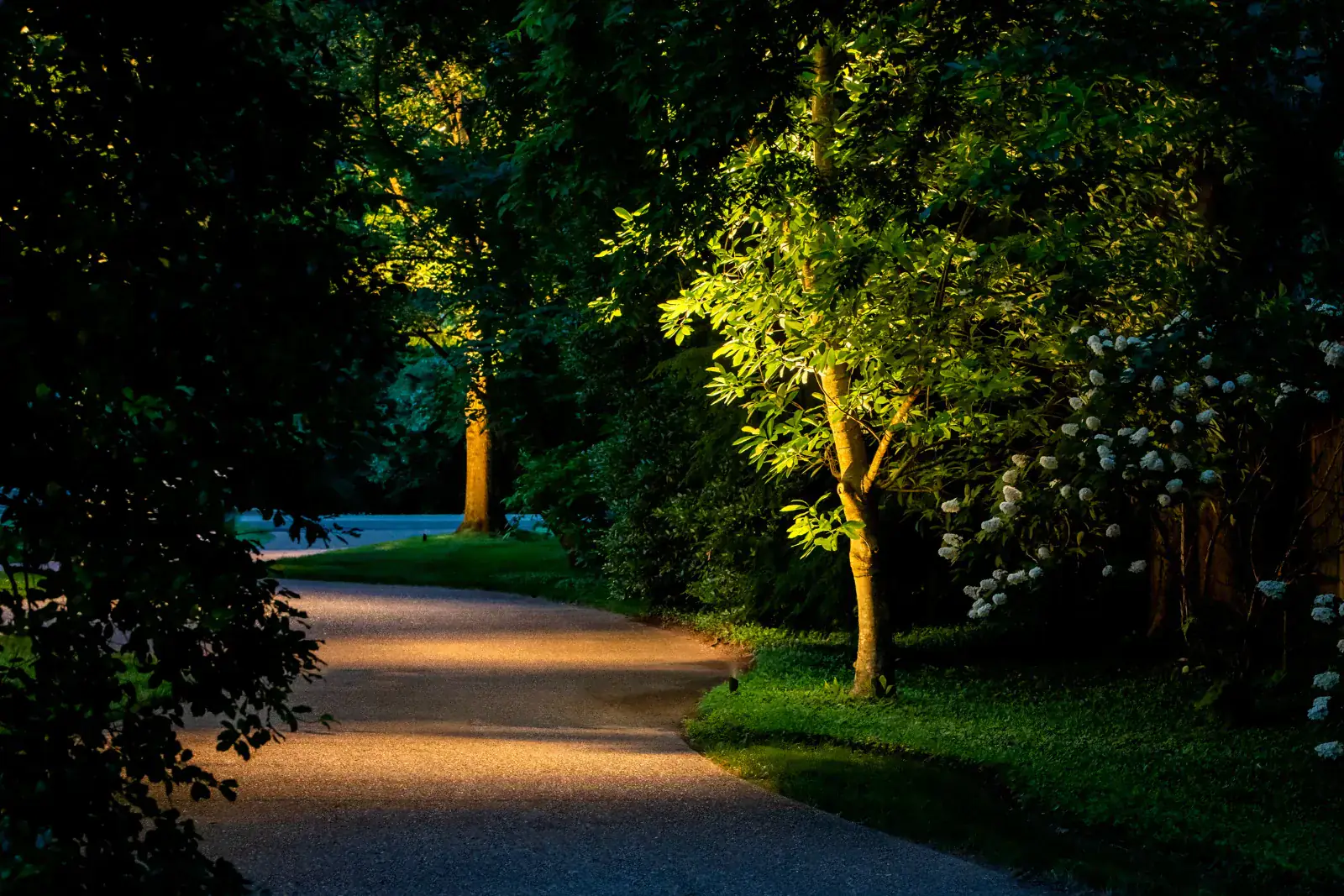 Warm uplighting on trees lining a winding driveway at night